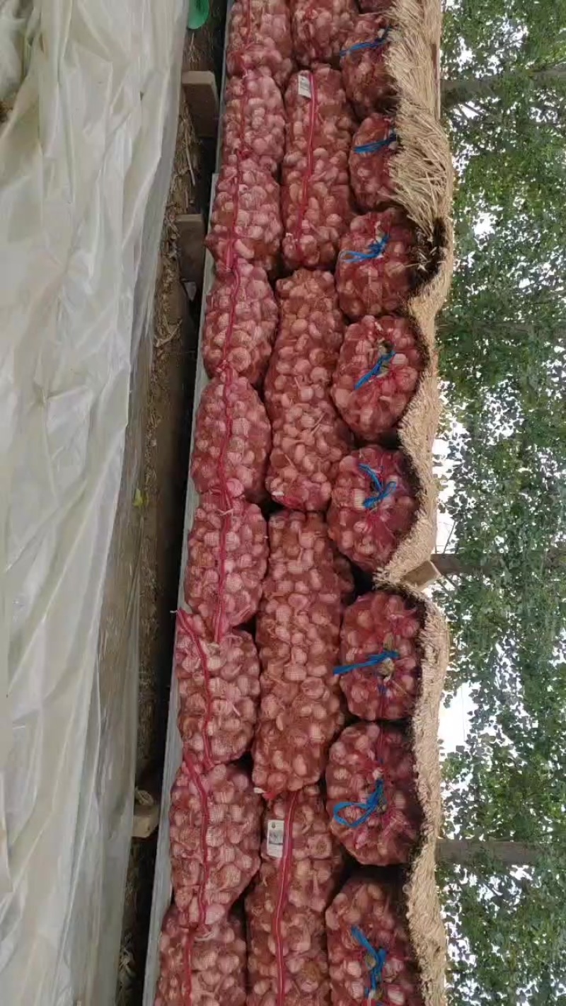 大蒜，各种型号