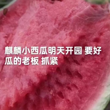 精品小麒麟