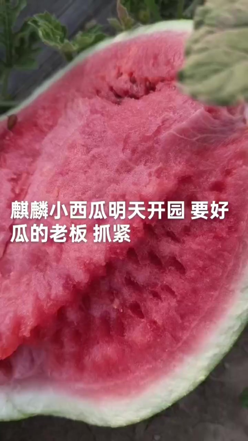 精品小麒麟