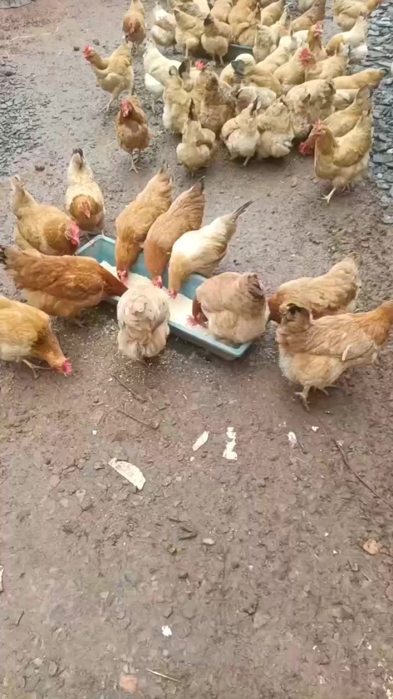 老母鸡