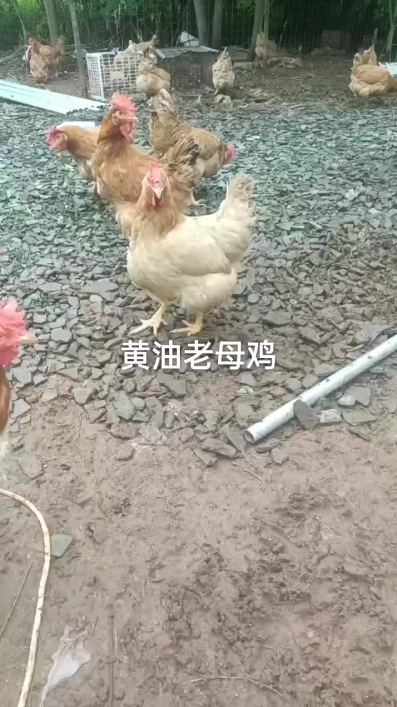 老母鸡