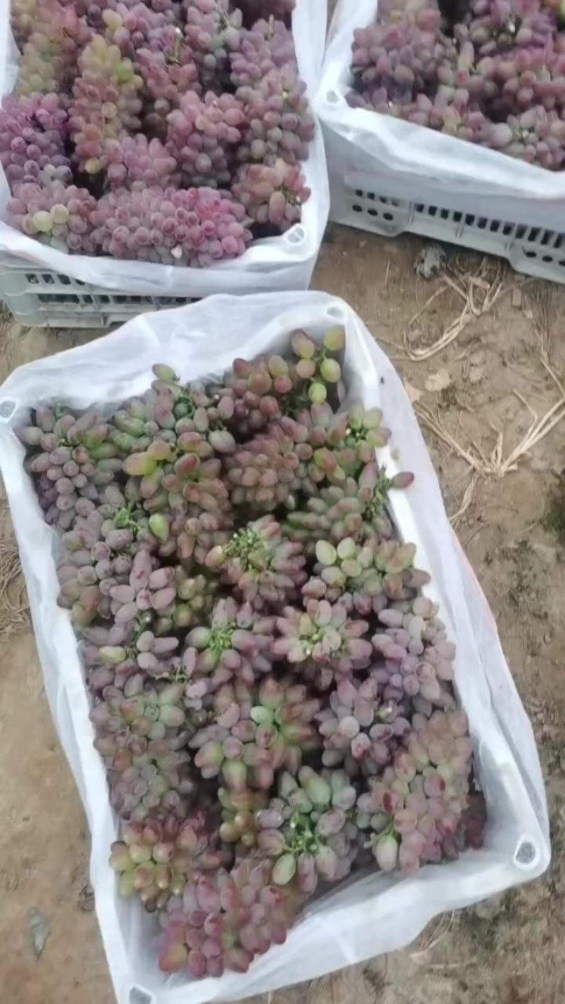 葡萄上市。
