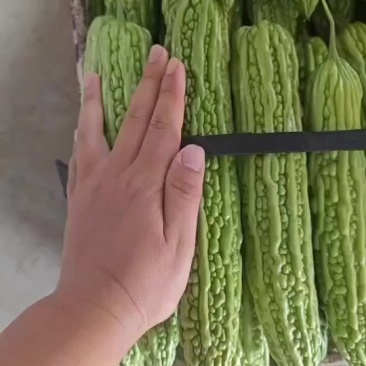 内黄油绿苦瓜