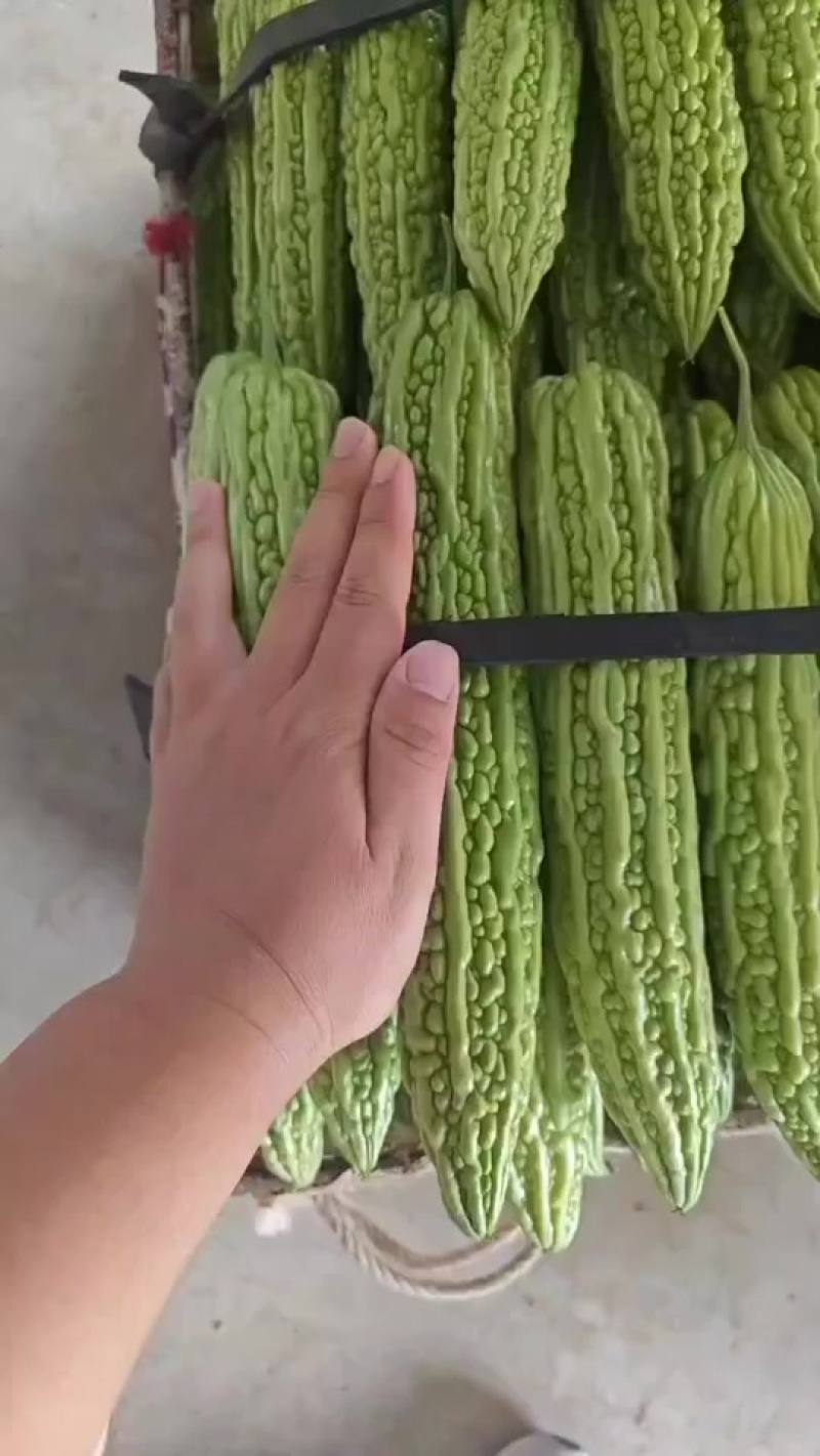 内黄油绿苦瓜
