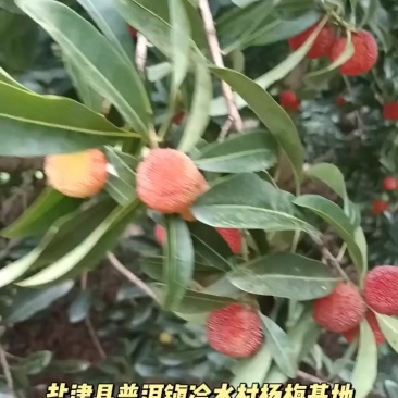 盐津县普洱镇冷水村李子