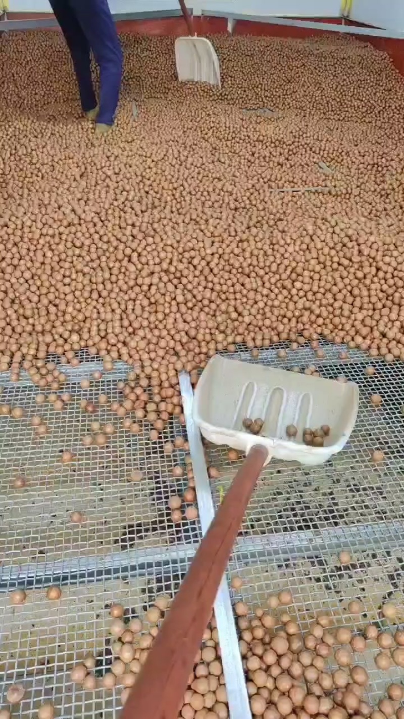 广西夏威夷果加工销售