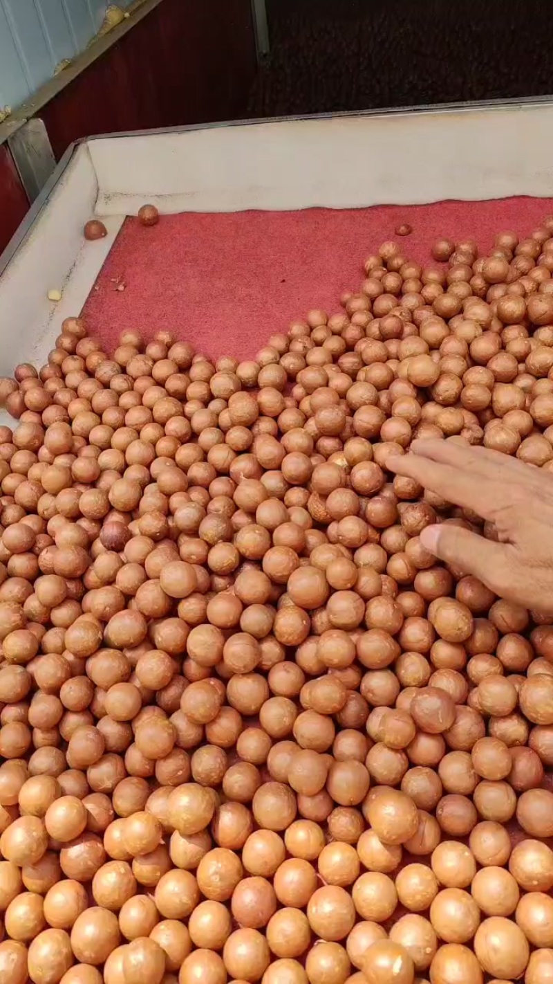 广西夏威夷果加工销售