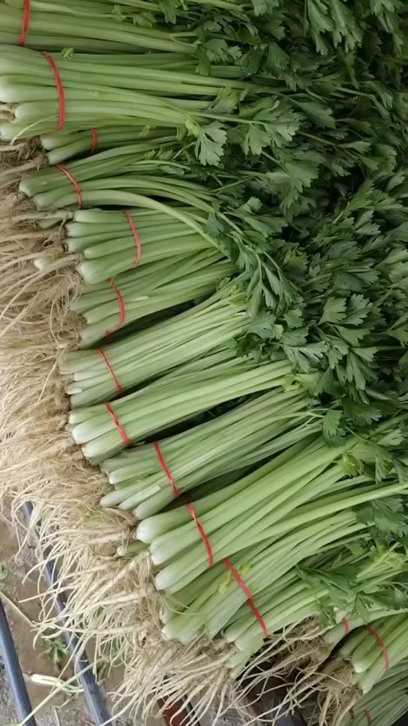 宁夏精品香芹