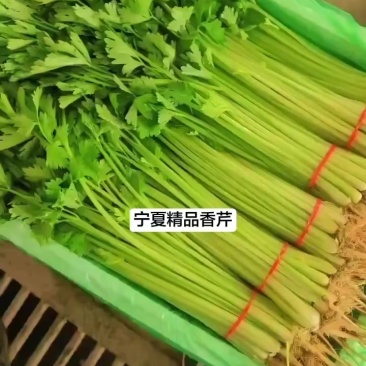宁夏精品香芹