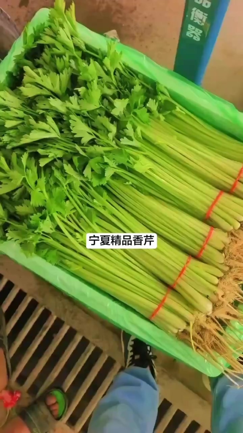 宁夏精品香芹