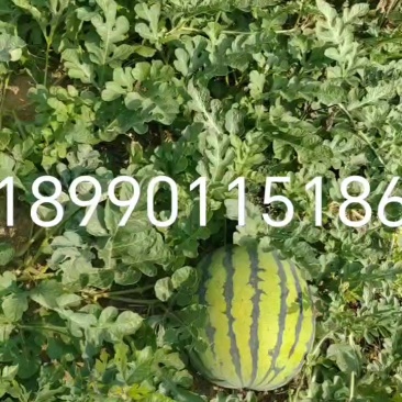 绵阳露天坡地瓜