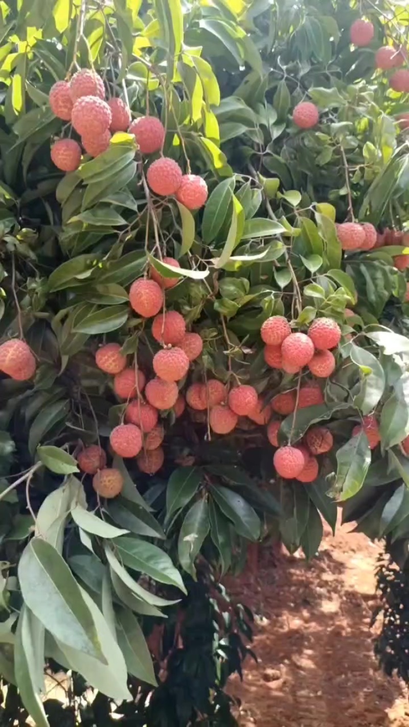 广西灵山桂味
