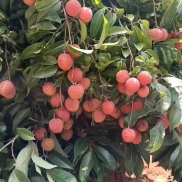 广西灵山桂味