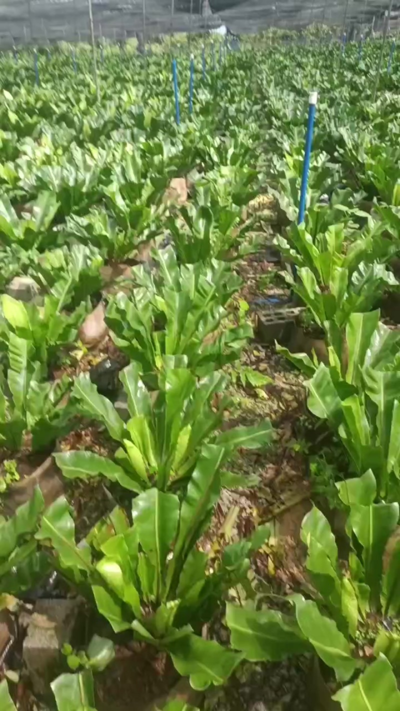 山苏苗和菜叶