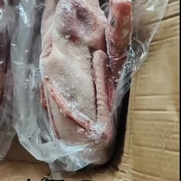 老鹅，两年的老鹅，