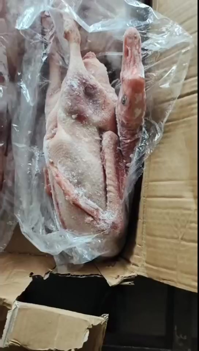 老鹅，两年的老鹅，