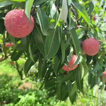 通果