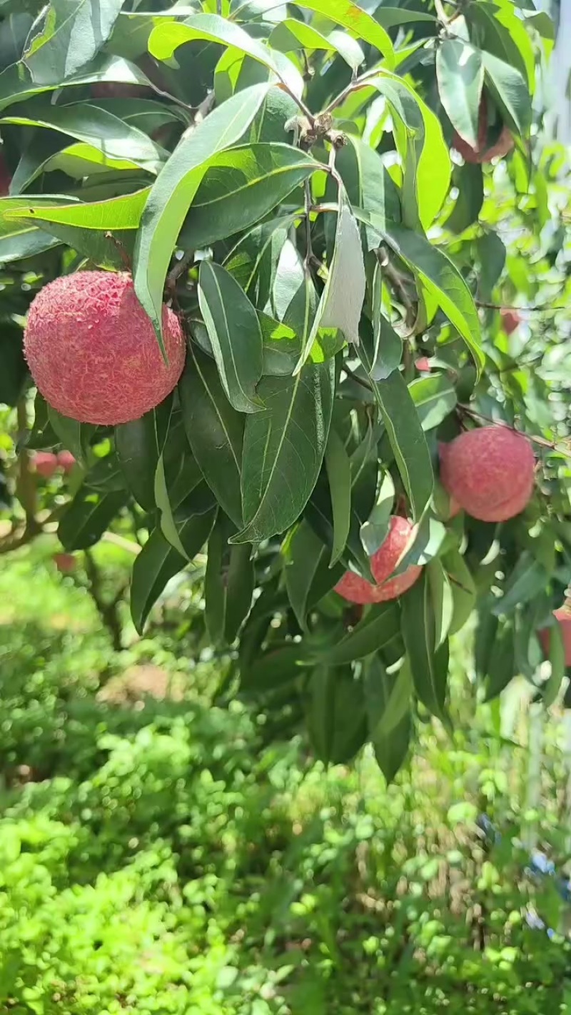 通果