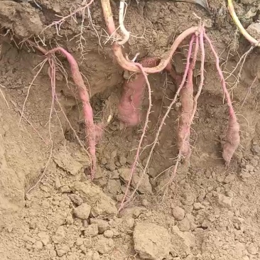 大荔秦五红薯
