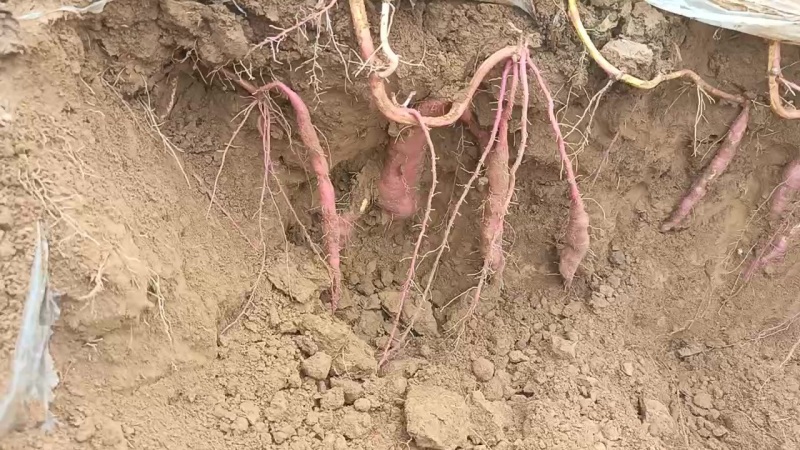 大荔秦五红薯