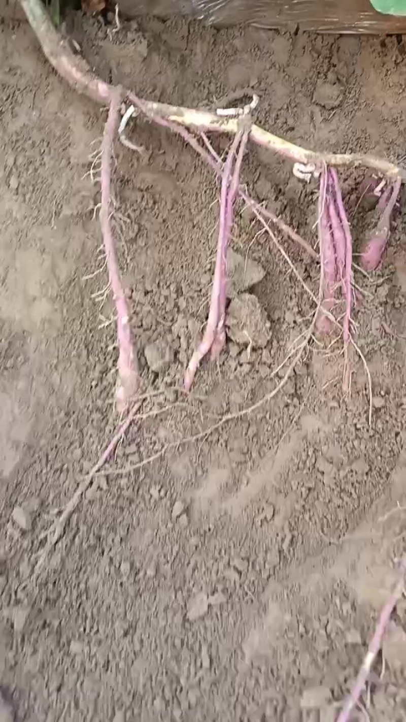 大荔秦五红薯