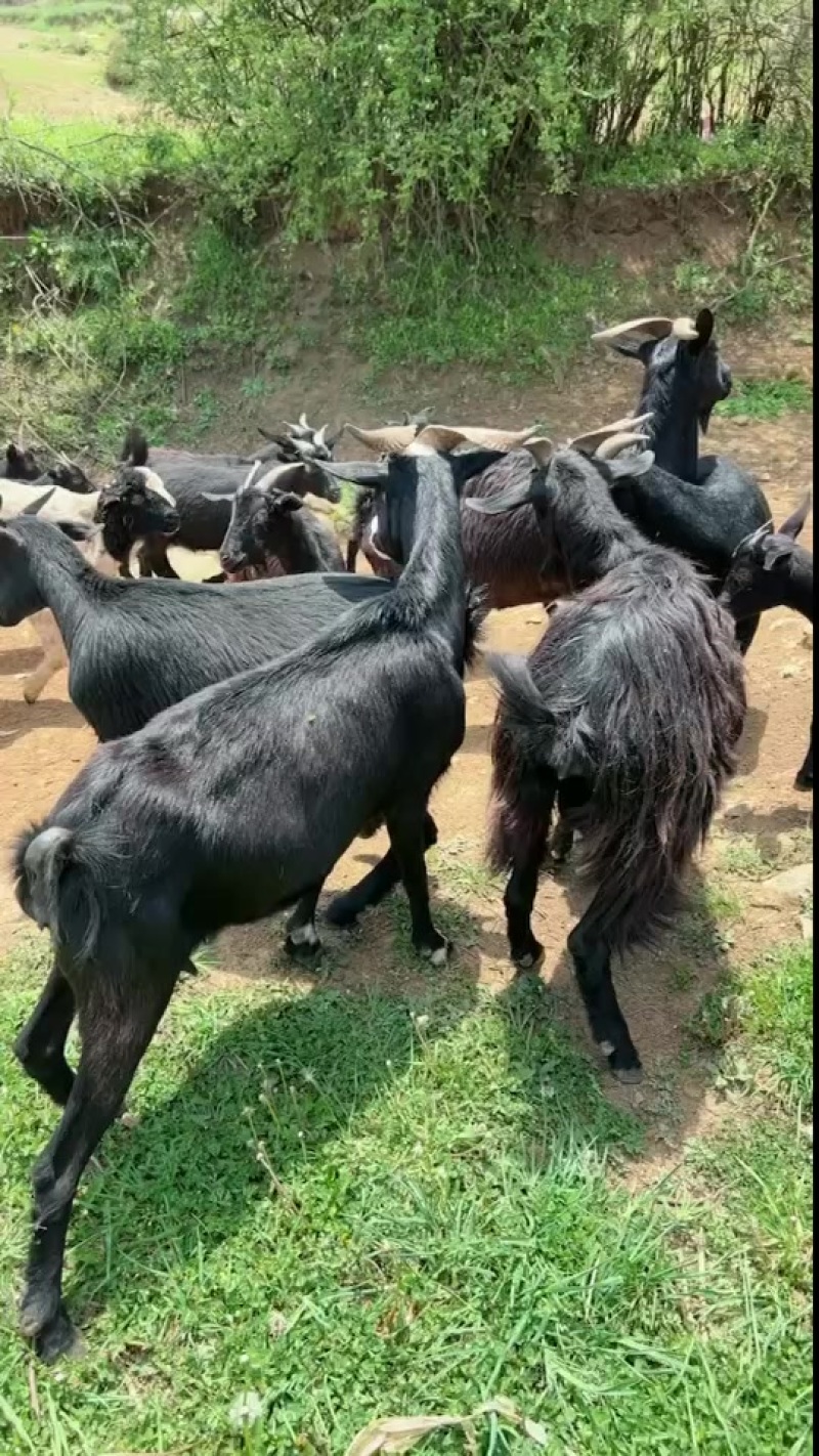 黑山羊