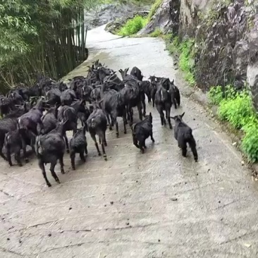 黑山羊