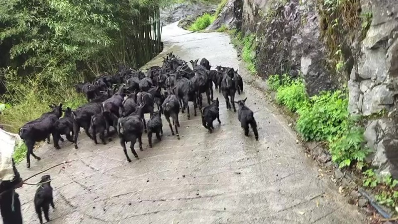 黑山羊