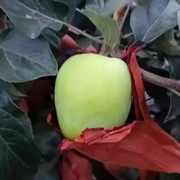 苹果
