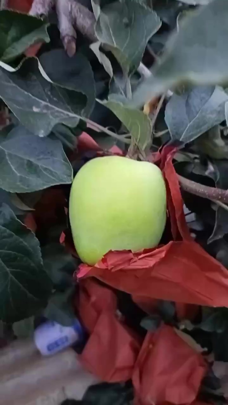 苹果