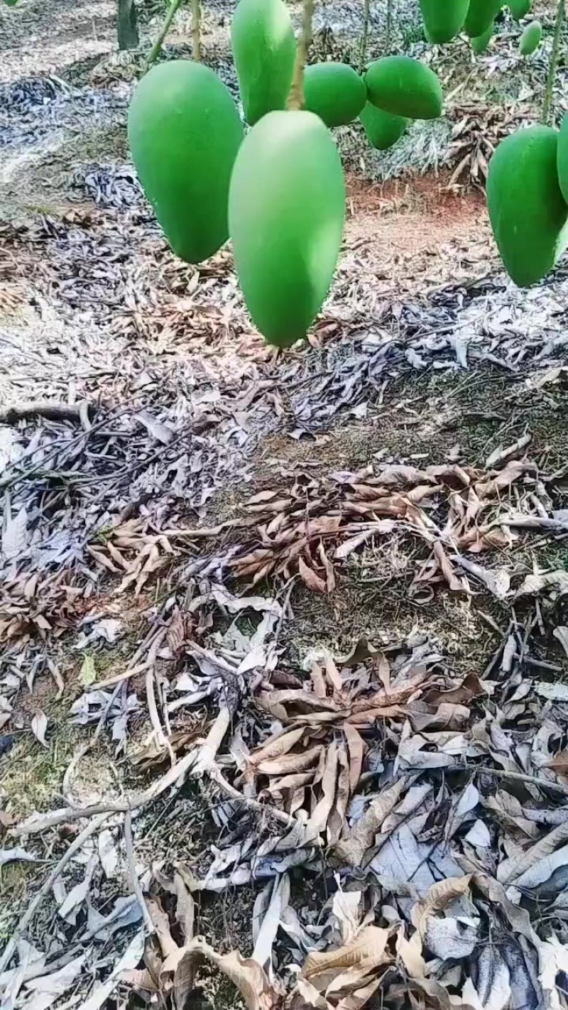芒果