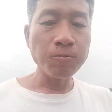 巧克力水果玉米可以生食糖度18
