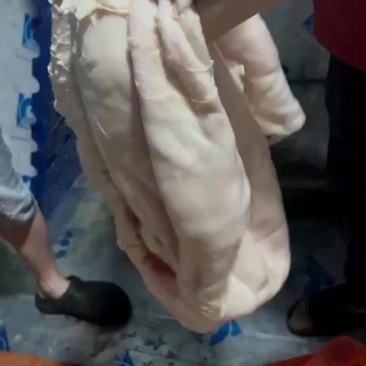 清洗干净水退牛肚批发价1开