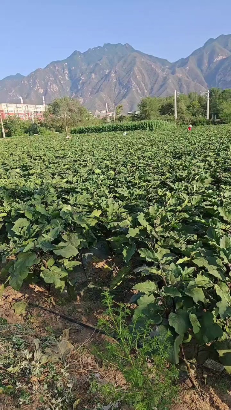 茄子