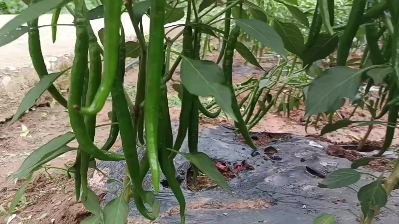 ***绿色食品