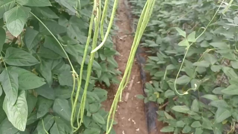 ***绿色食品