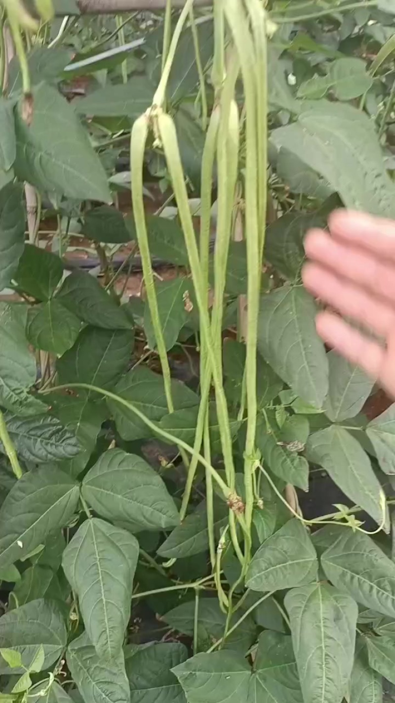 ***绿色食品