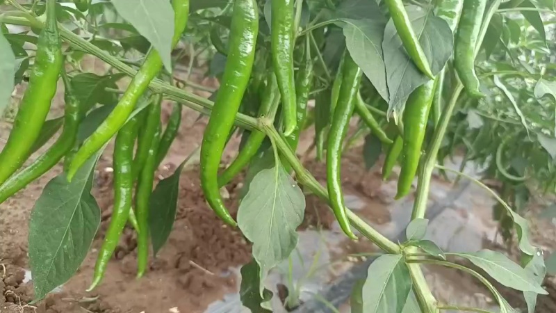 ***绿色食品