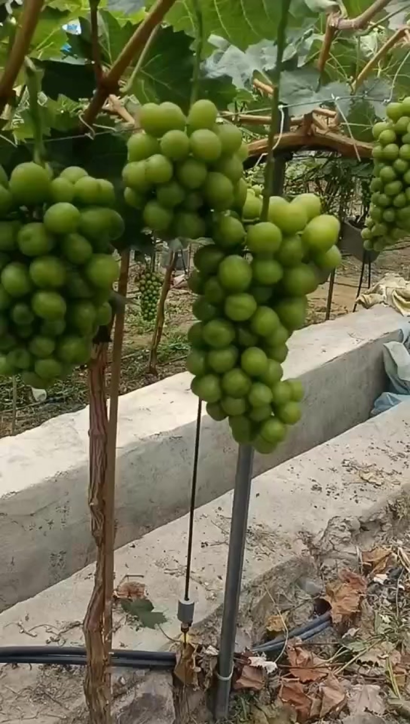 阳光玫瑰