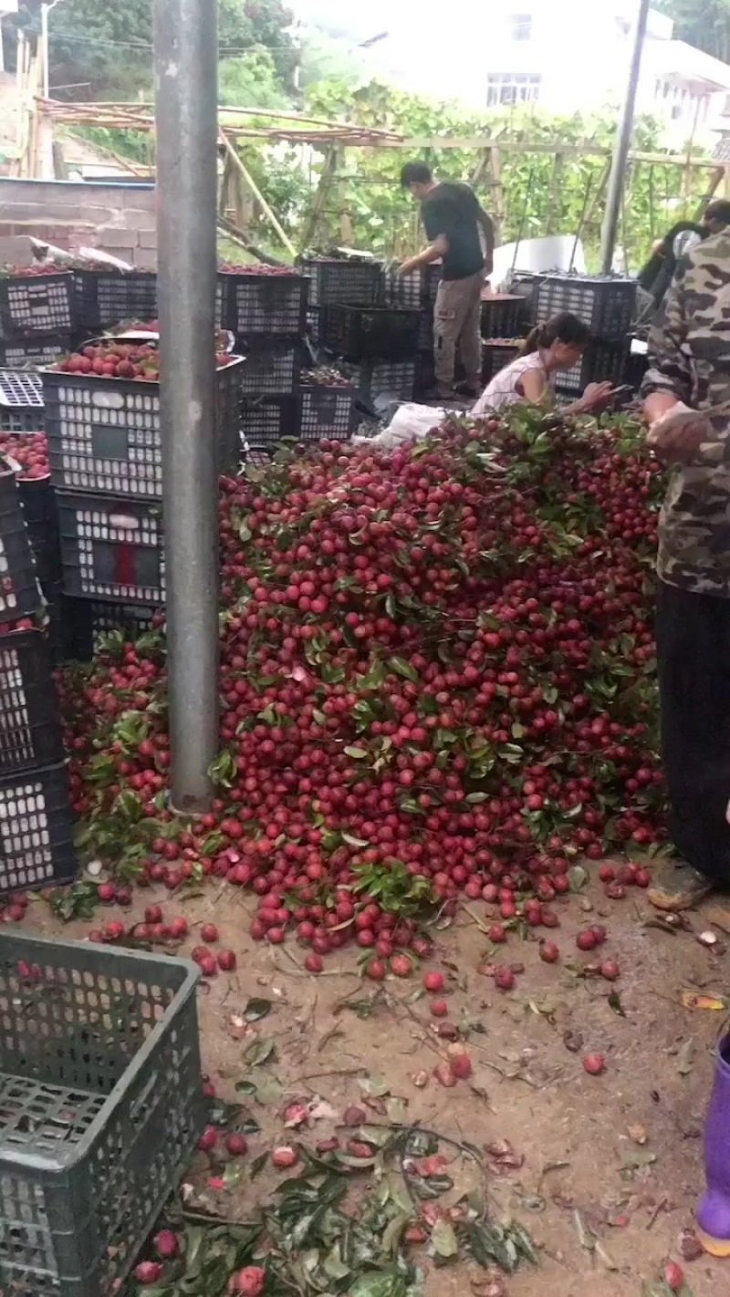 黑叶