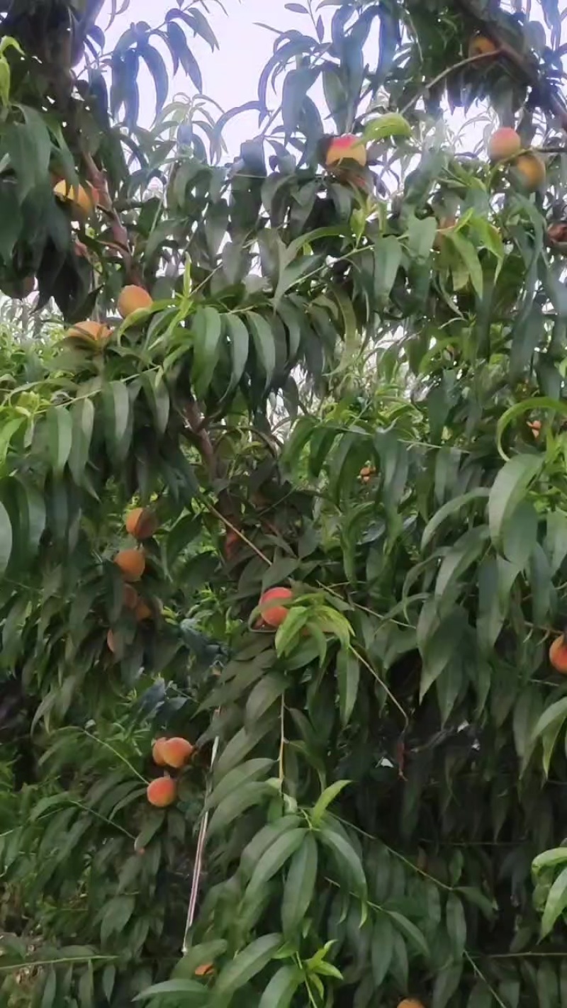 金凤黄桃