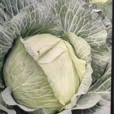 包包菜