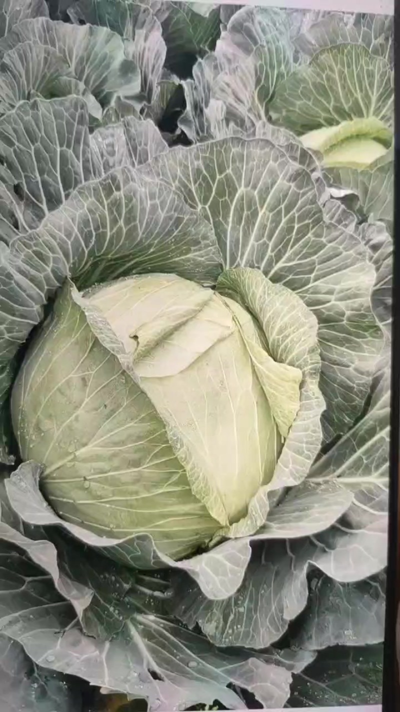 包包菜
