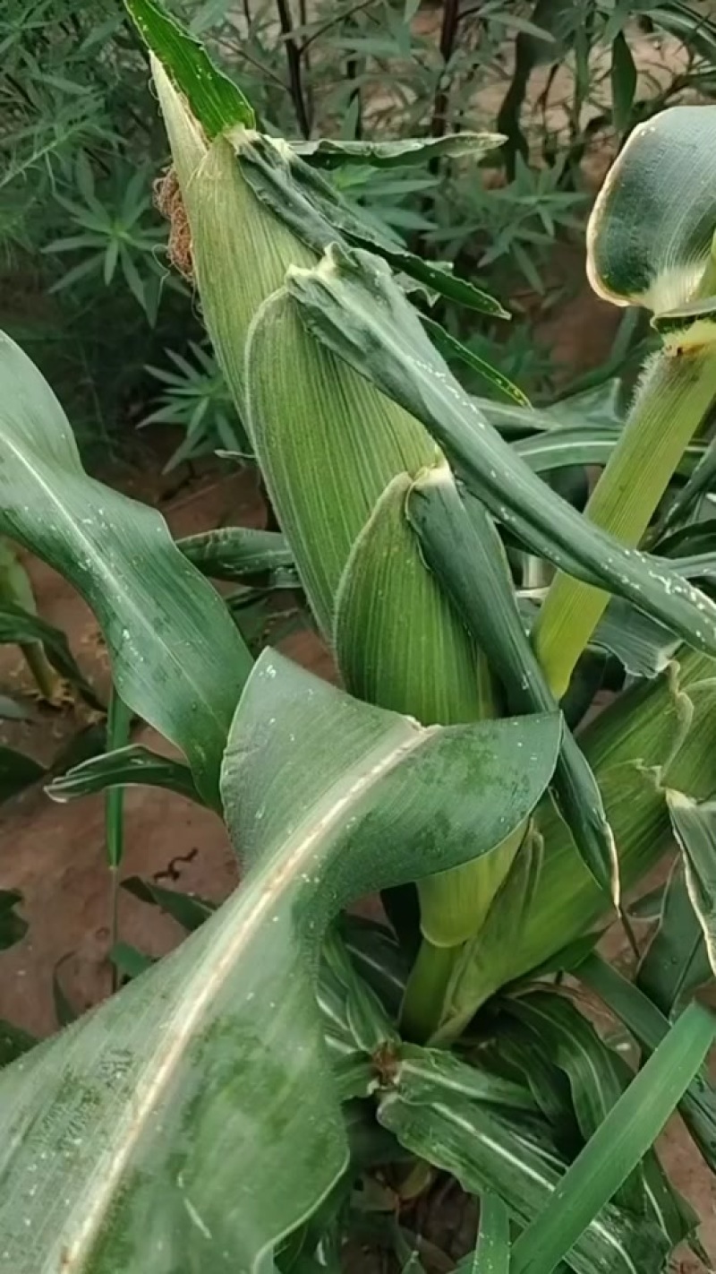 优质水果玉米