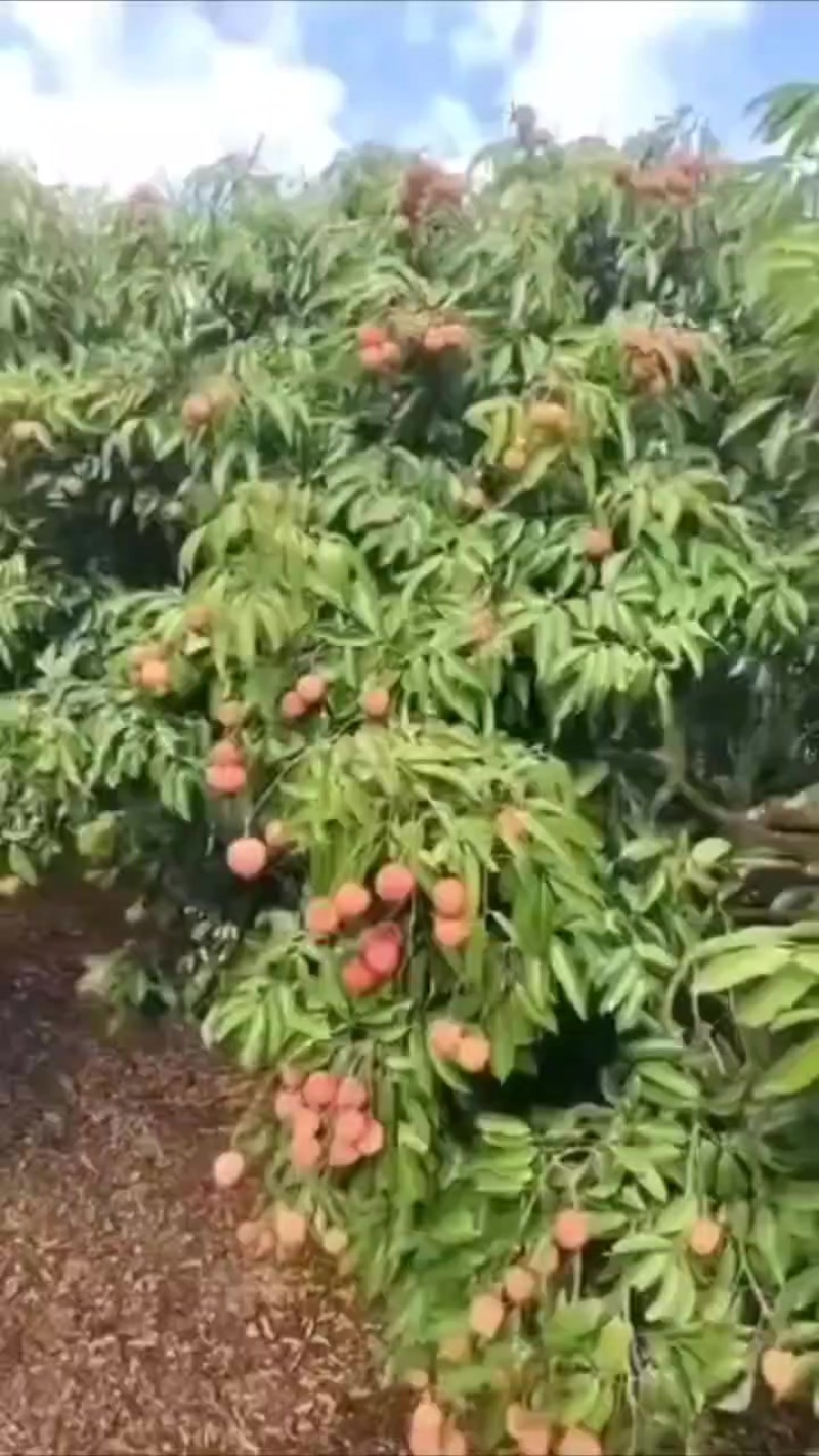 桂味荔枝