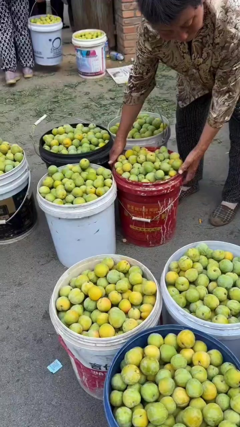 鸡血李子，黄李子大量上市