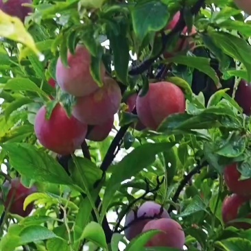 鸡血李子，黄李子大量上市