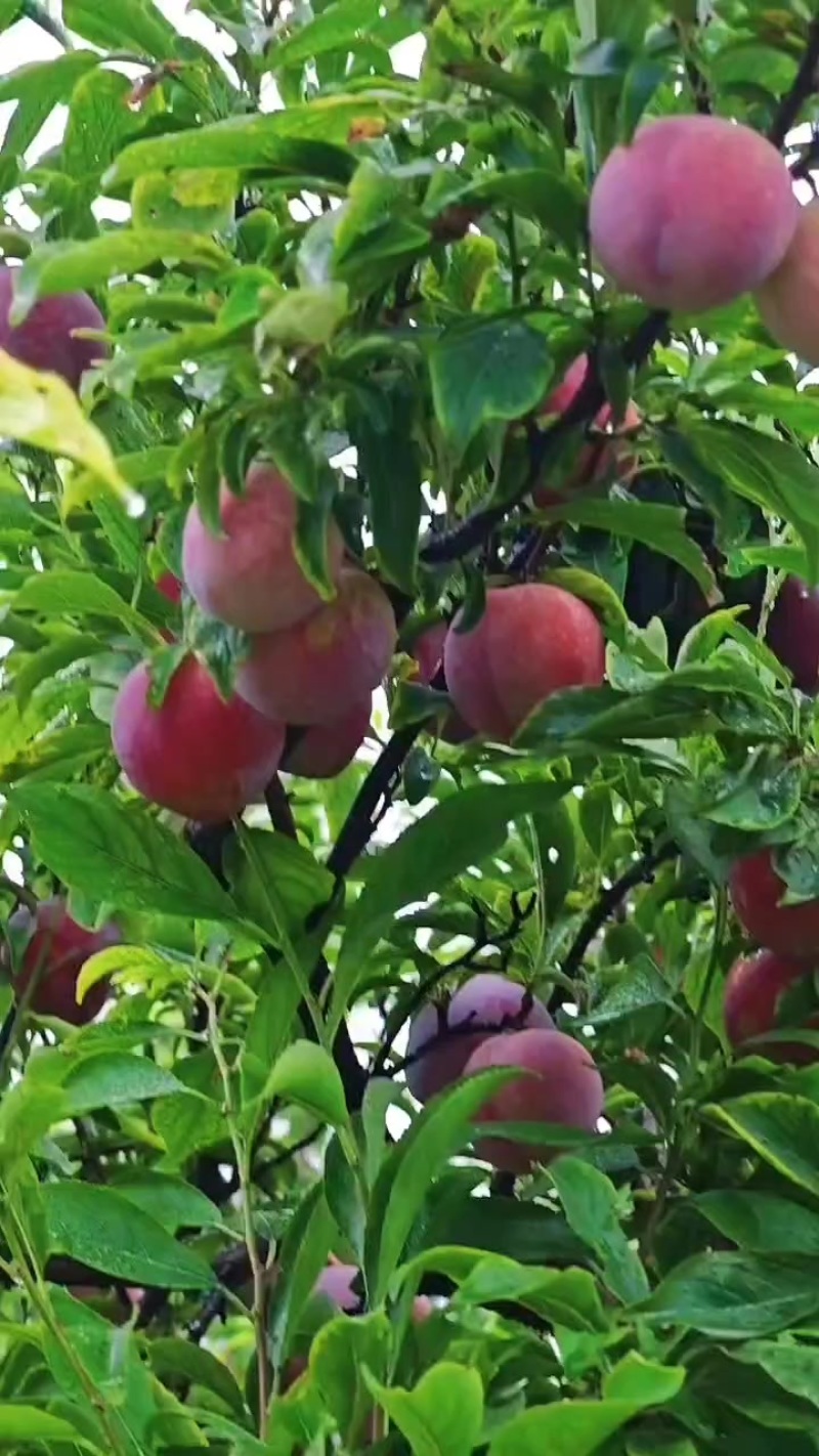鸡血李子，黄李子大量上市