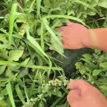 沙地拳王西瓜