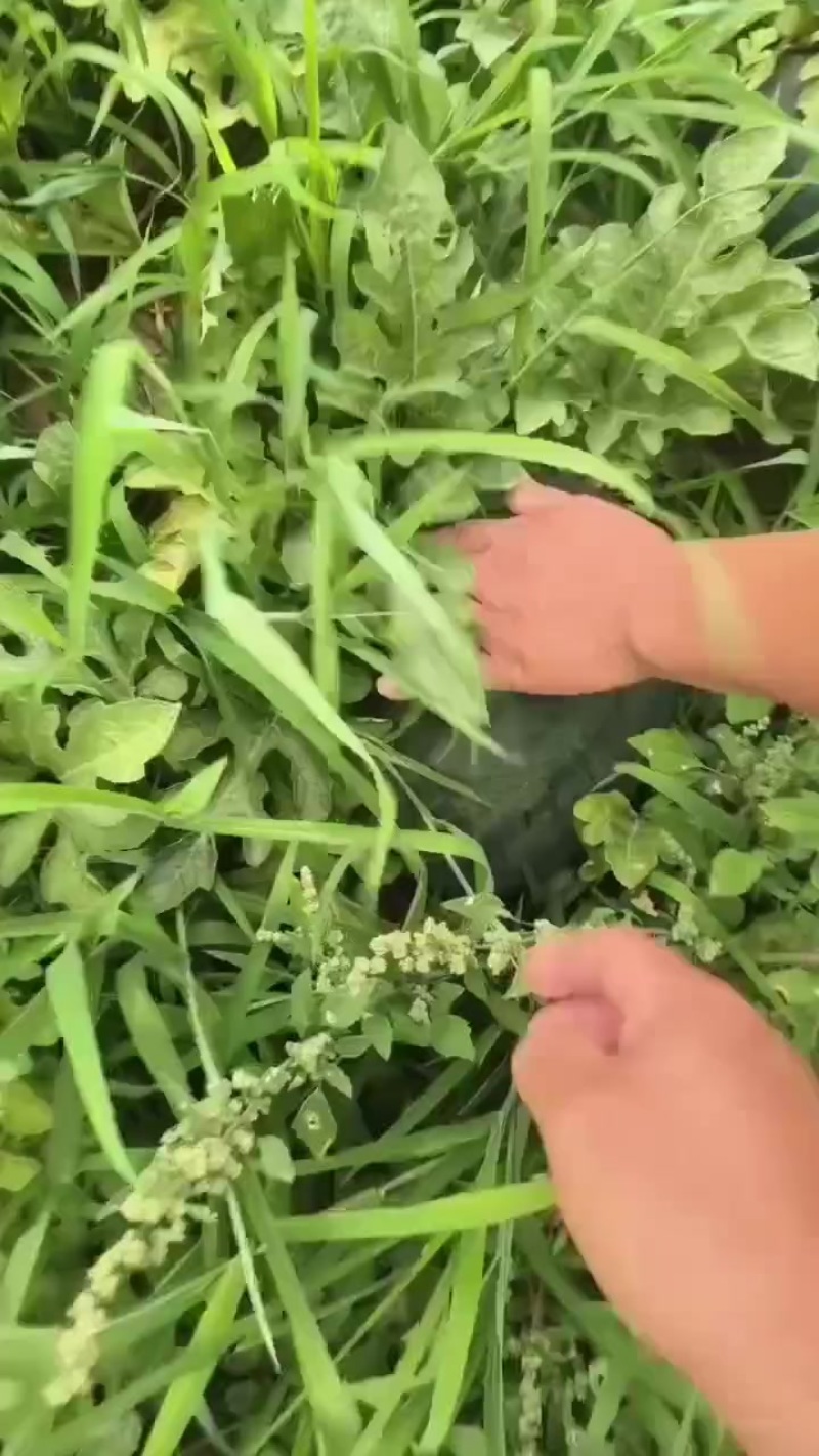 沙地拳王西瓜